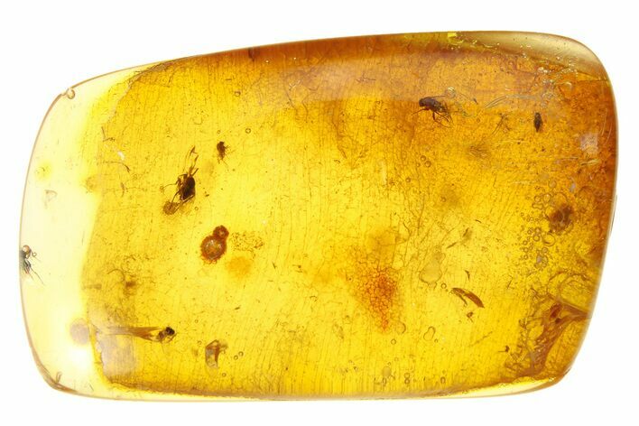 Polished Colombian Copal ( g) - Contains Several Flies! #281375